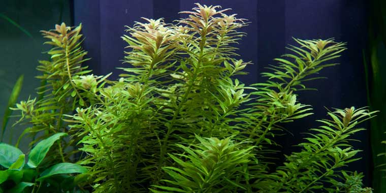 Limnophila Aromatica