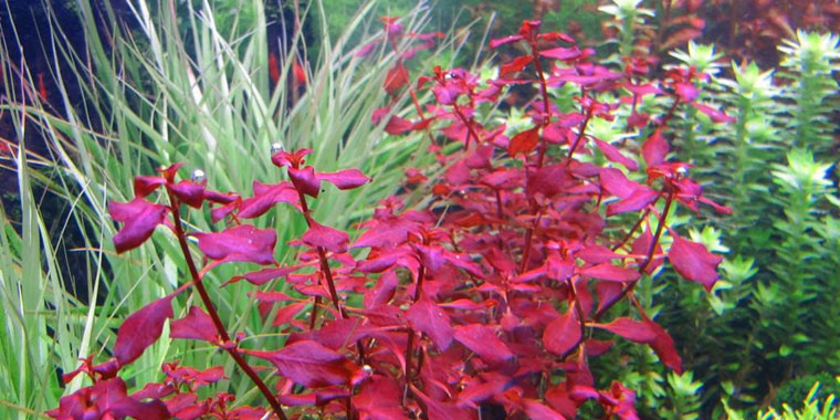 Ludwigia Repens Super Red